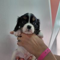 Chiots cavalier king charles #8
