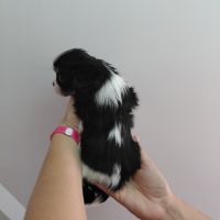 Chiots cavalier king charles #9