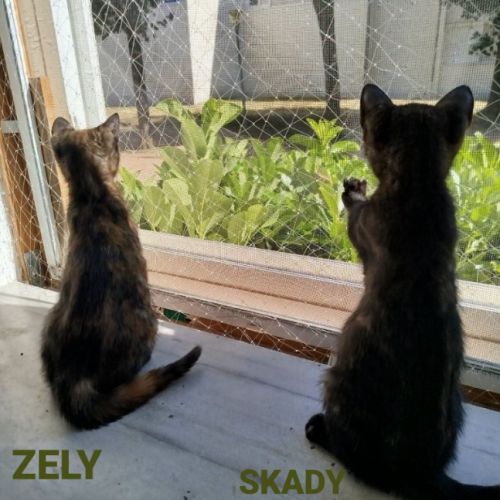 Zely #2