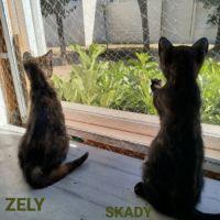 Zely #2