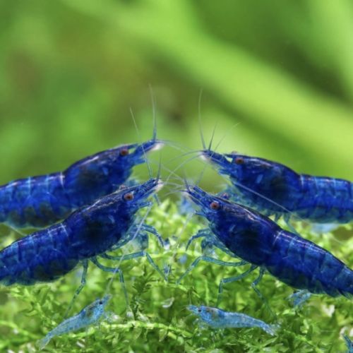 Crevettes neoccaridina bleu