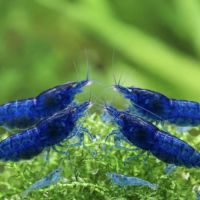Crevettes neoccaridina bleu