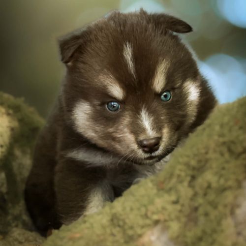 Chiot pomsky f2 #2