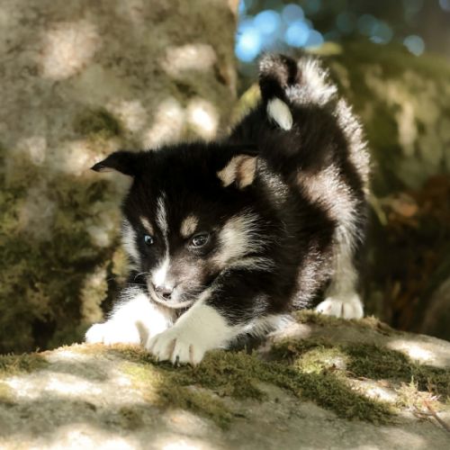 Chiot pomsky f2 #3