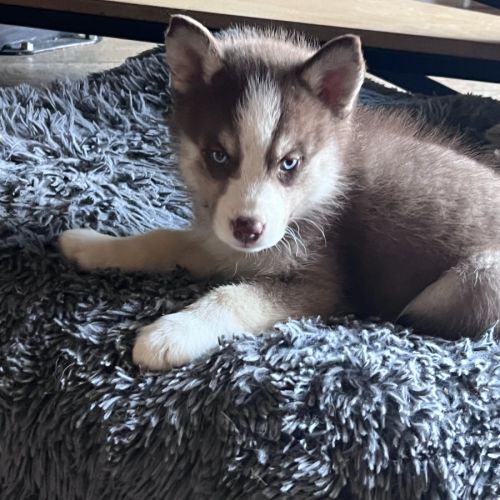 Chiot pomsky f2 #5
