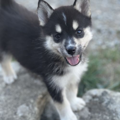 Chiot pomsky f2 #6