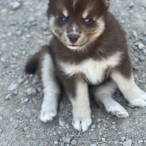 Chiot pomsky f2 #7