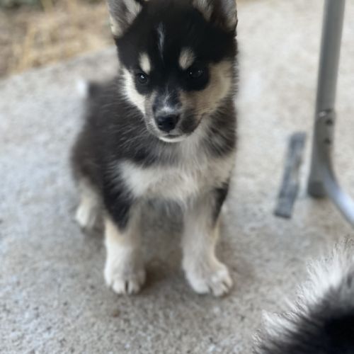 Chiot pomsky f2 #8