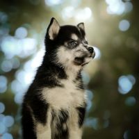 Chiot pomsky f2