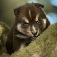 Chiot pomsky f2 #2