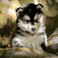 Chiot pomsky f2 #4