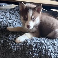 Chiot pomsky f2 #5