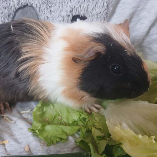 Jeune cochon d'inde #3