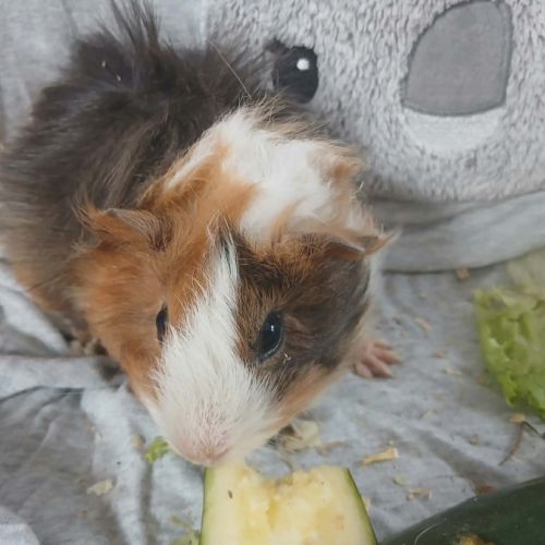 Jeune cochon d'inde #5