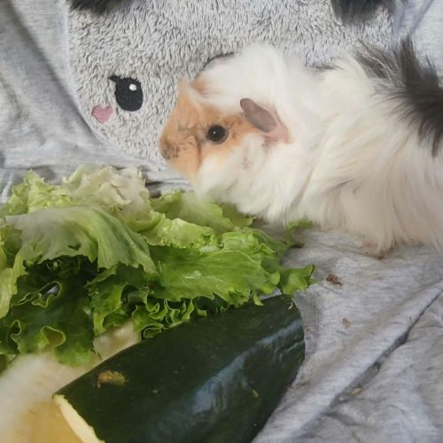 Jeune cochon d'inde