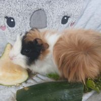 Jeune cochon d'inde #4