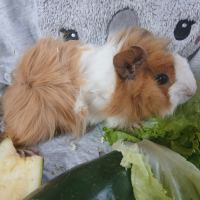 Jeune cochon d'inde #6