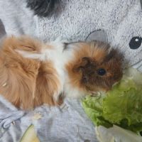 Jeune cochon d'inde #7