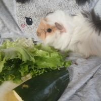 Jeune cochon d'inde #0