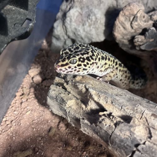 Gecko léopard + terrarium + accessoires #0