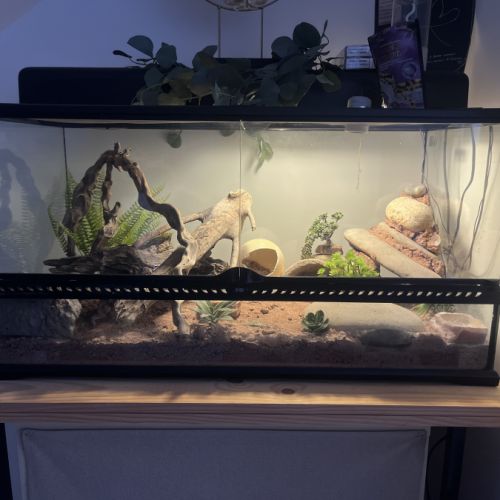 Gecko léopard + terrarium + accessoires #2