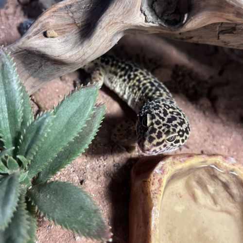Gecko léopard + terrarium + accessoires #3
