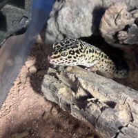 Gecko léopard + terrarium + accessoires