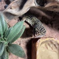 Gecko léopard + terrarium + accessoires #3