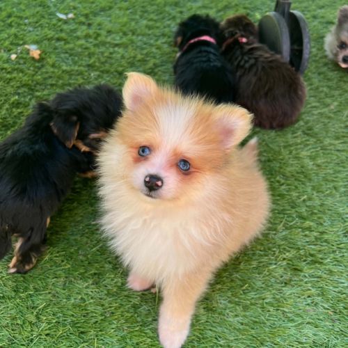 Chiots spitz mâles et femelles