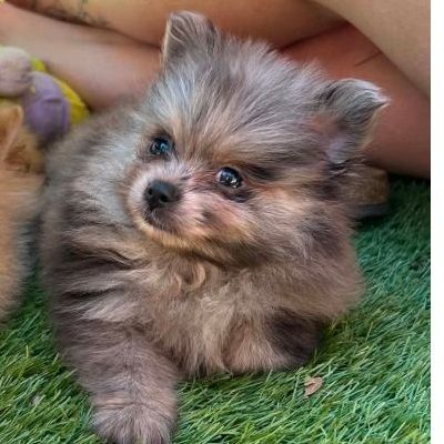 Chiots spitz mâles et femelles #3