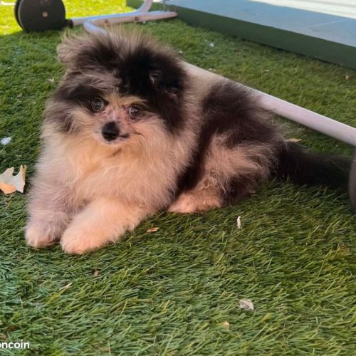 Chiots spitz mâles et femelles #4