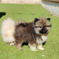 Chiots spitz mâles et femelles #2