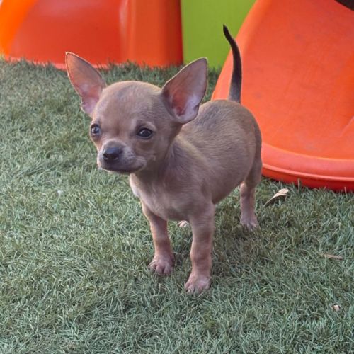 Chihuahua #0
