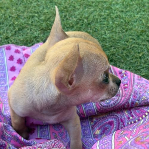 Chihuahua #3