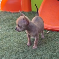 Chihuahua #2