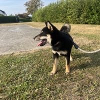Shiba inu lof