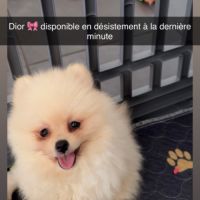 Dior femelle #0