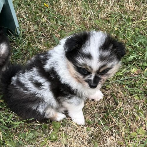 Superbes bébés pomchi