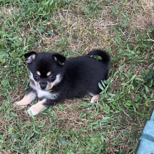 Superbes bébés pomchi #2