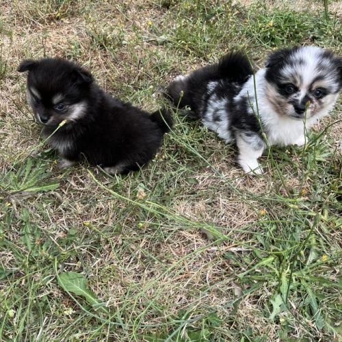 Superbes bébés pomchi #3