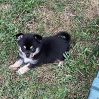 Superbes bébés pomchi #2