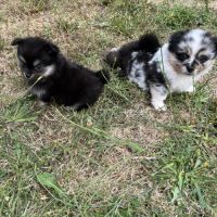 Superbes bébés pomchi #3