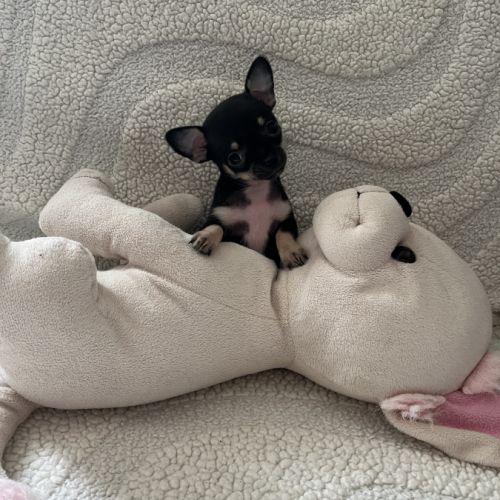 Chiot chihuahua poil court