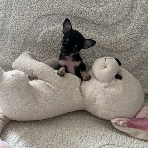 Chiot chihuahua poil court #2