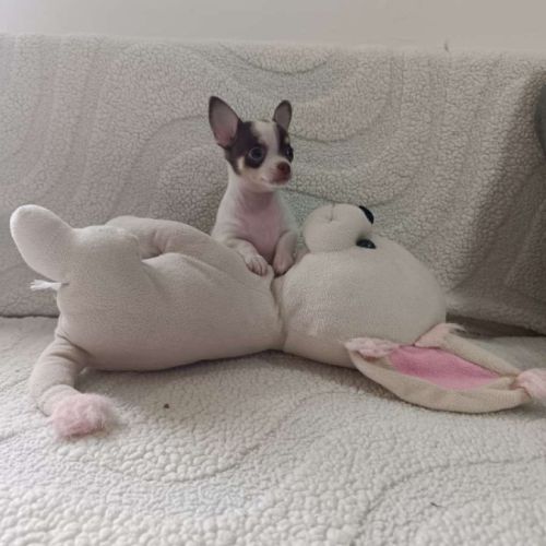 Chiot chihuahua poil court #3