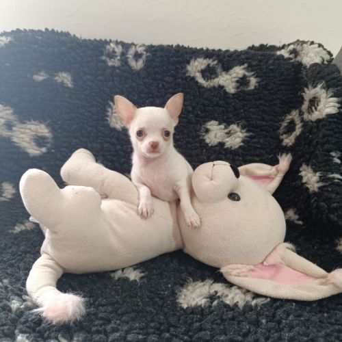 Chiot chihuahua poil court #6