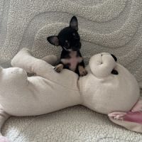 Chiot chihuahua poil court #0