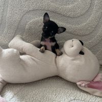 Chiot chihuahua poil court #2