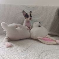 Chiot chihuahua poil court #3