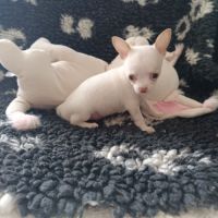 Chiot chihuahua poil court #5